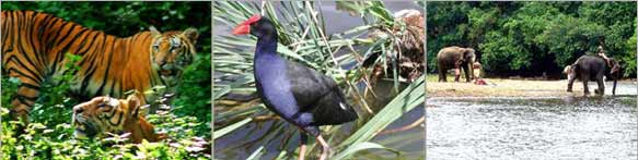 Goa Wildlife Tour